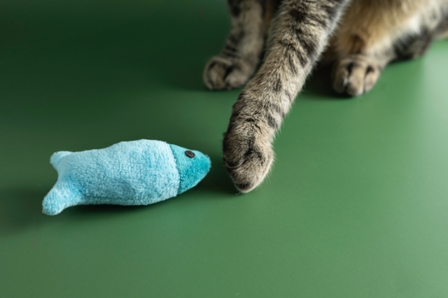 Chiens et chats à la recherche d'objets