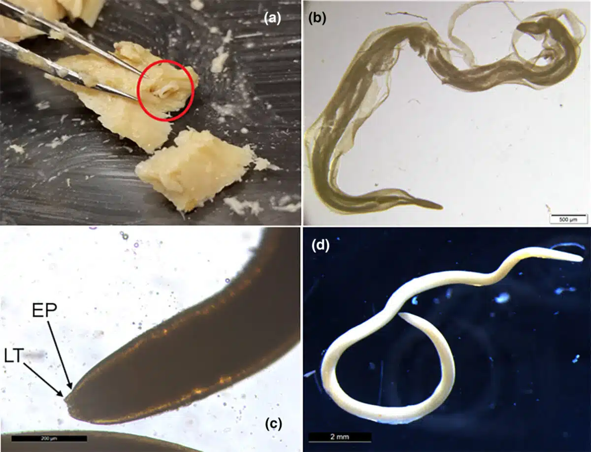 Vers dans le muscle de saumon en conserve. Specimen dégradé. Nématode anisakid préservé.