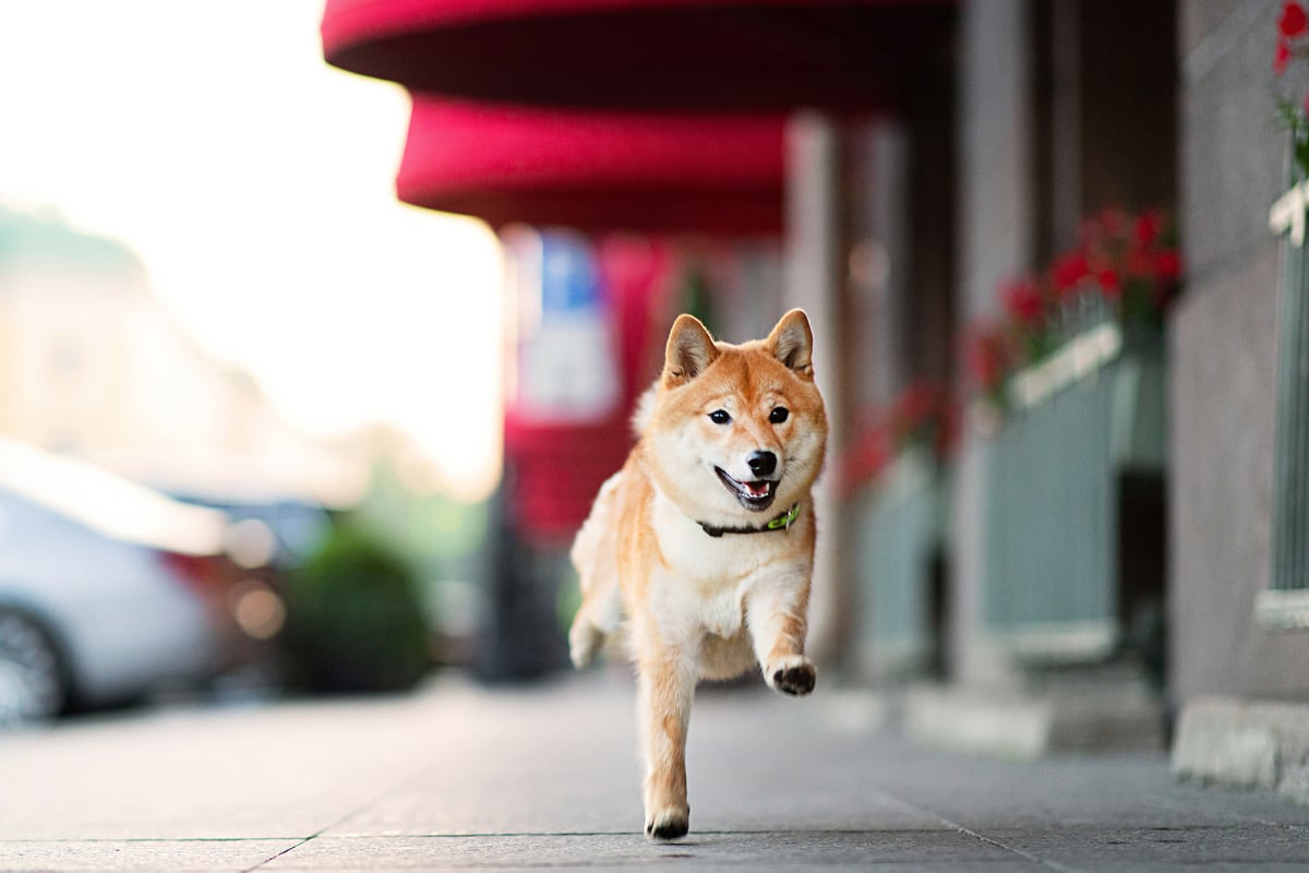 Dogecoin atteindra-t-il un jour le seuil symbolique d'un dollar ?
