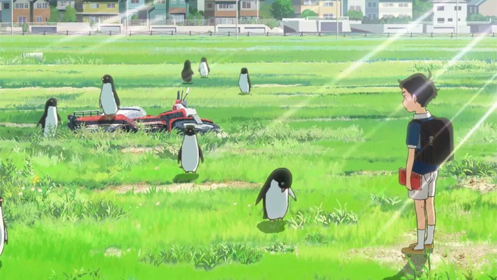 Un extrait de l'anime Penguin Highway montrant Aoyama observant des pingouins.