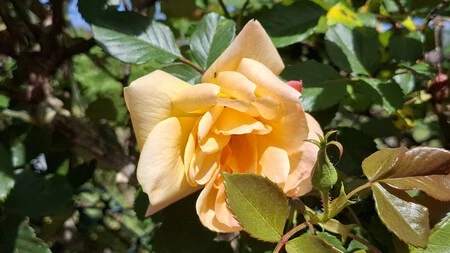 Photo réalisée avec le Samsung Galaxy A37
