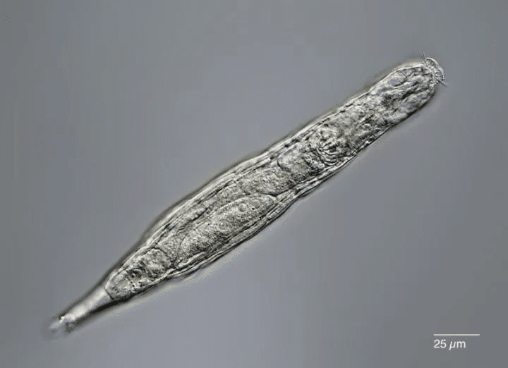 Un rotifère observé au microscope. Michael Plewka