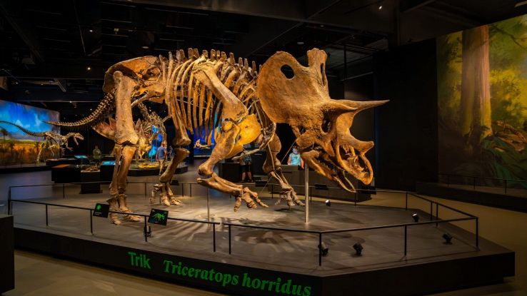 Squelette de dinosaure au musée