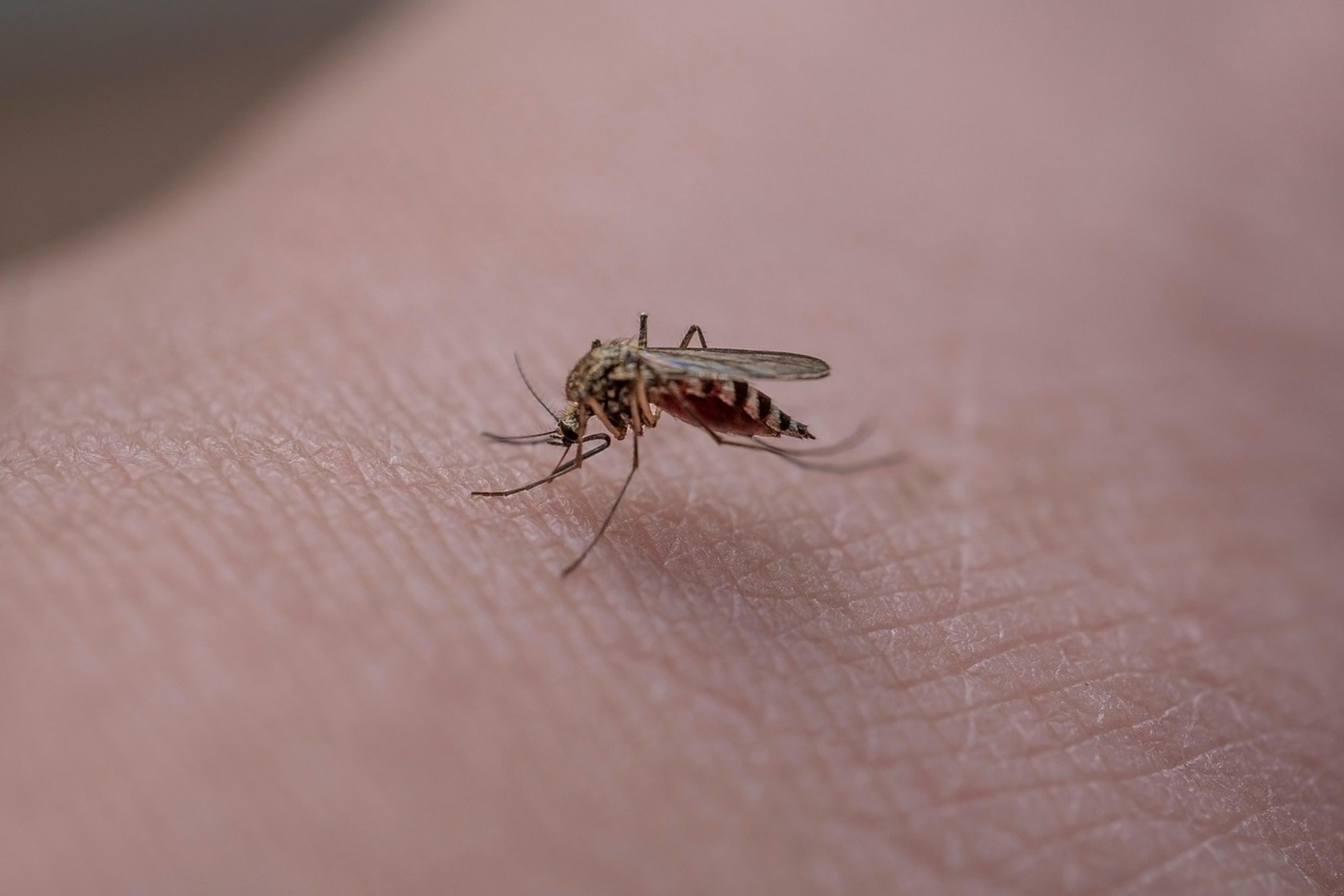 Mosquito