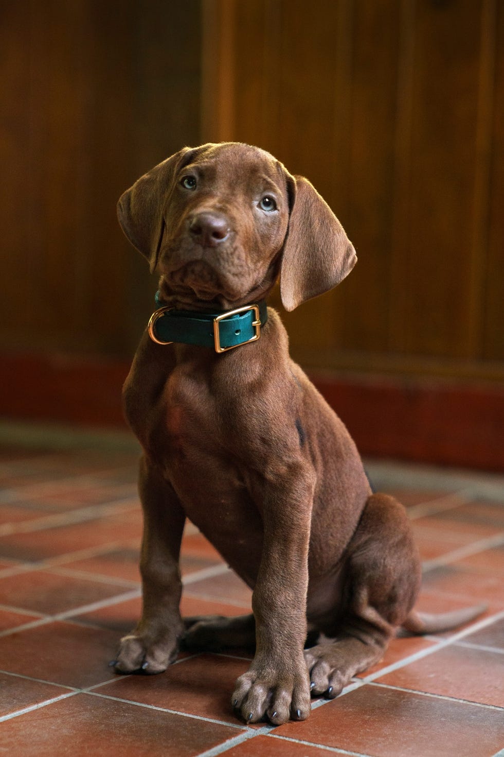 scooby doo : origins